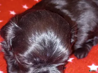 Shih Tzu dogs Shih Tzu Puppy 3 - Ad 4