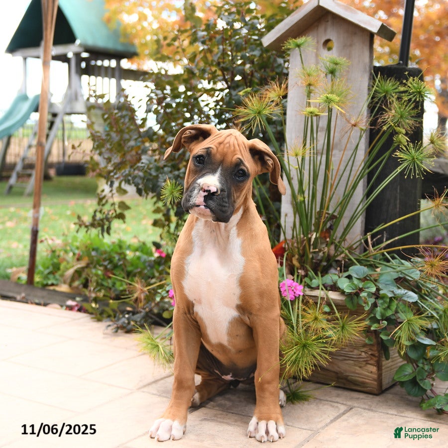 Boxer dogs Brandi - Ad 24