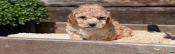 Cockapoo dogs for sale: Lance - Ad 3