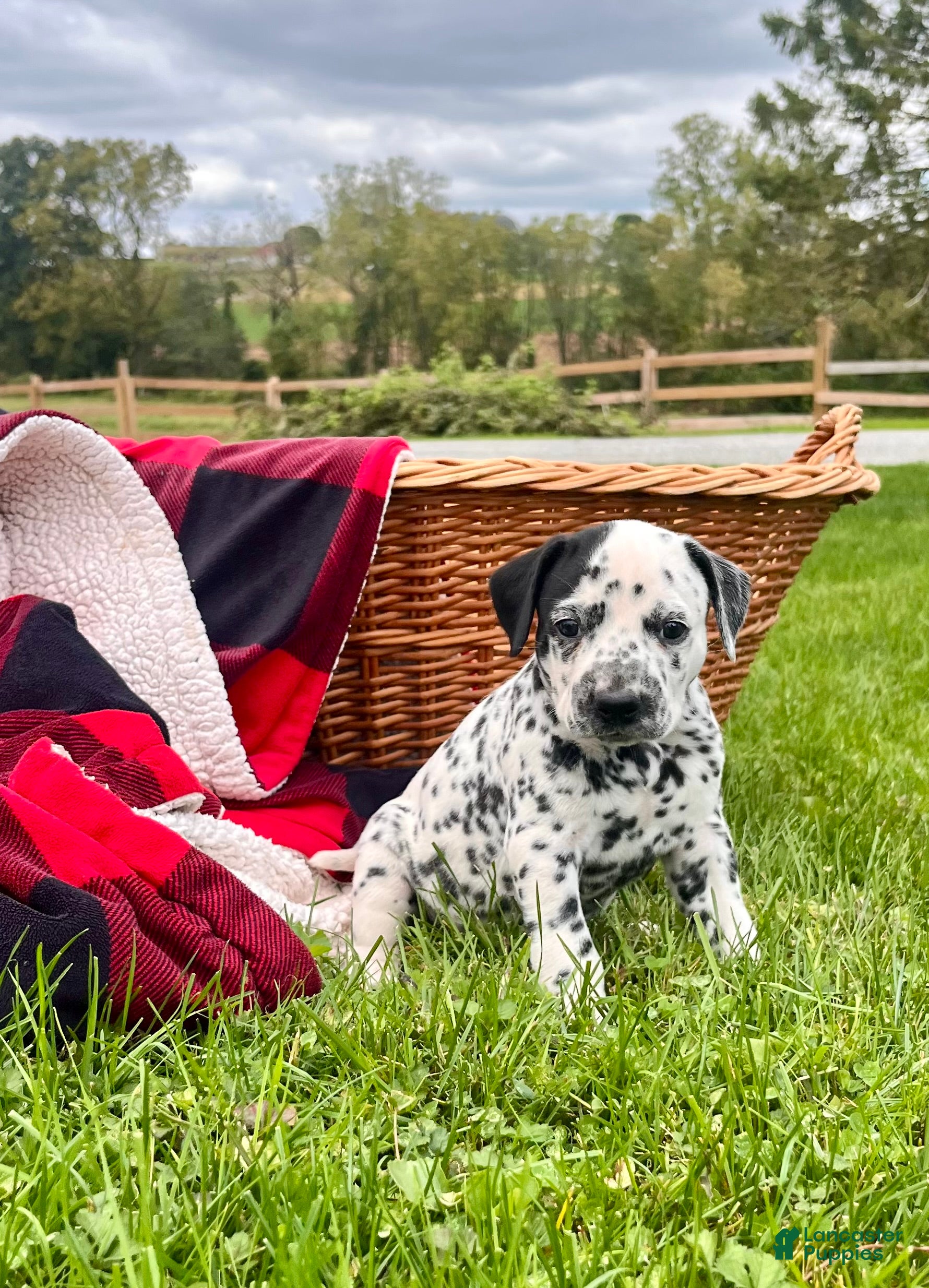 Dalmatian