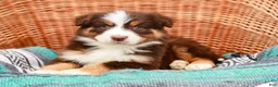 Australian Shepherd dogs for sale: Reba - Ad 5