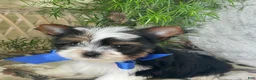 Biewer Terrier dogs for sale: Whisper - Ad 24