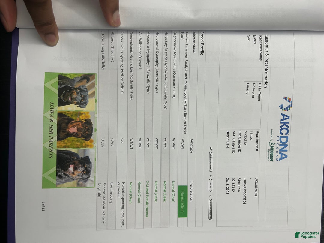 Rottweiler dogs for sale: Mango - Ad 6