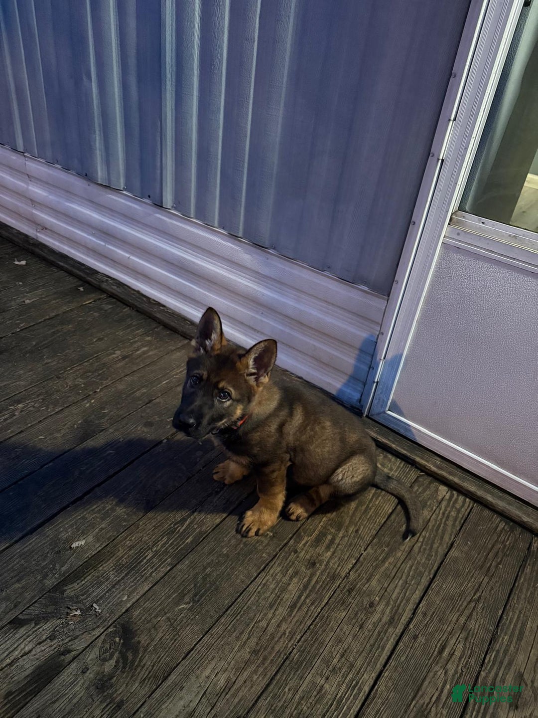 German Shepherd dogs for sale: German Shepherd Puppy 1 - Ad 1