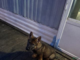 German Shepherd dogs German Shepherd Puppy 1 - Ad 38