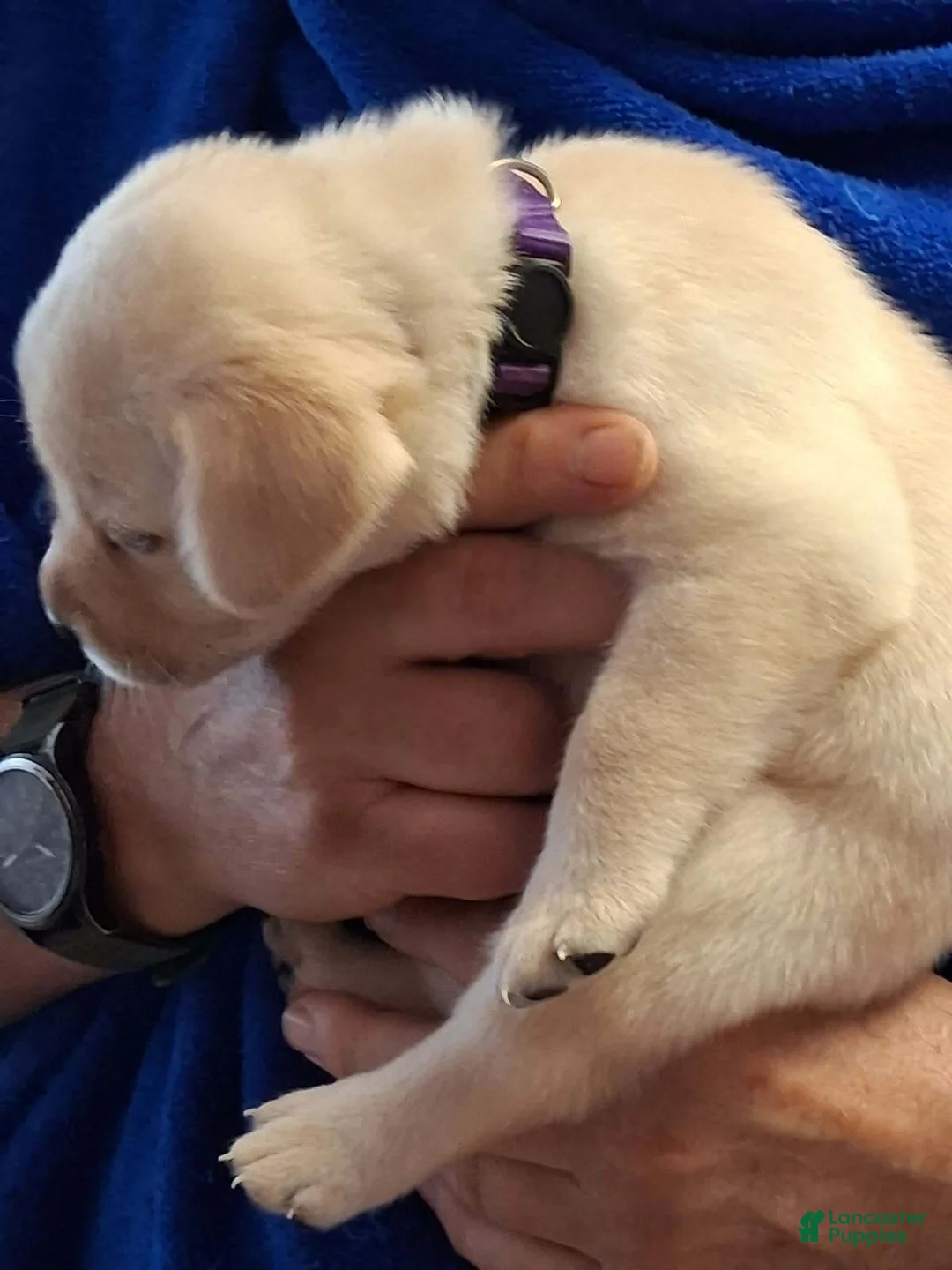 Labrador Retriever dogs for sale: Purple Collar - Ad 1