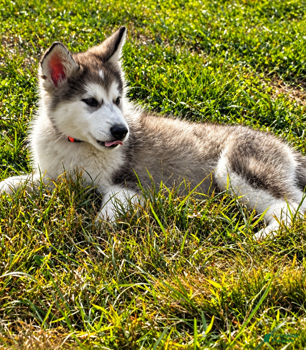 Alaskan Malamute dogs Pickles 🥒  - Ad 2