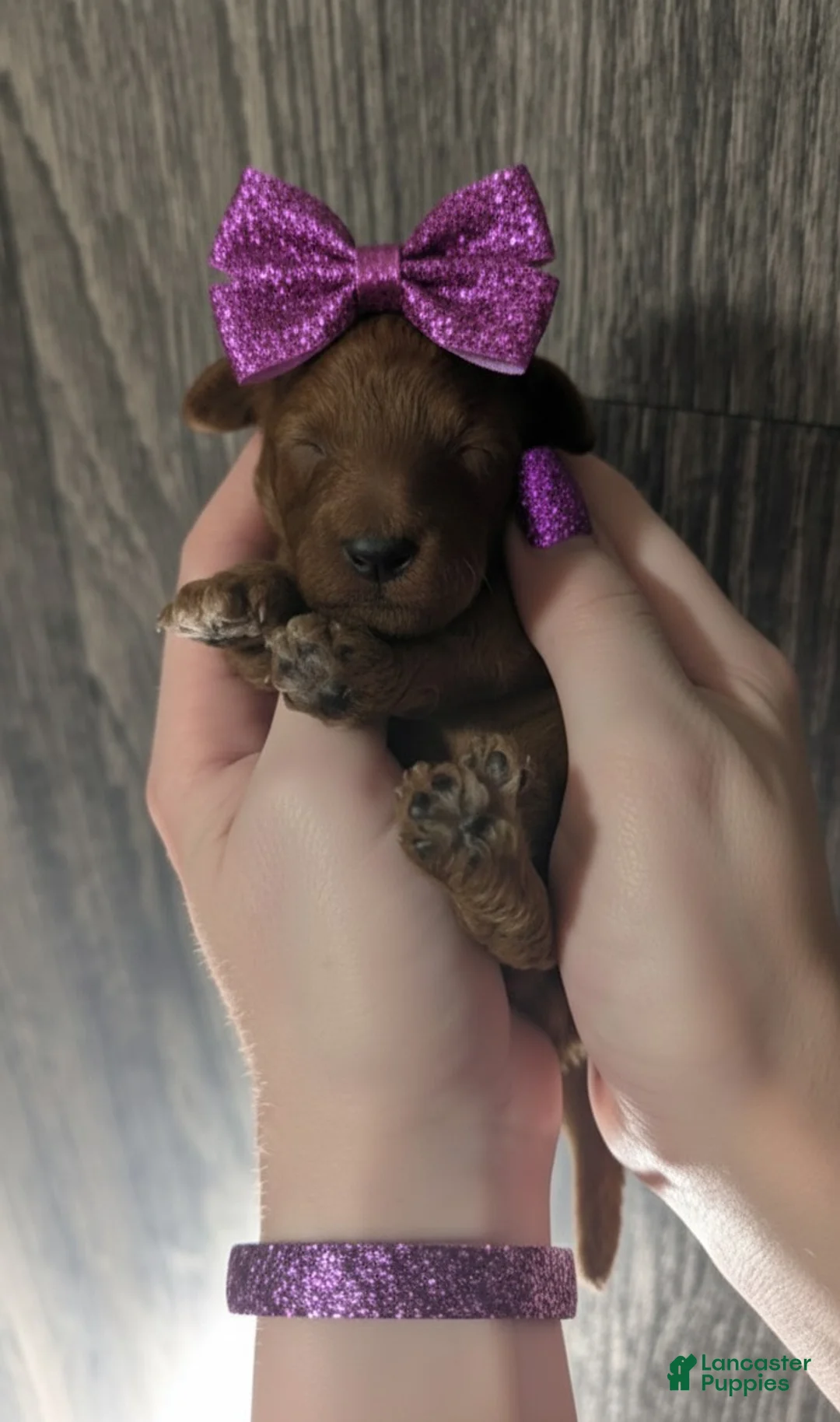 Toy Poodle dogs for sale: Cinnamon 💜 - Ad 4