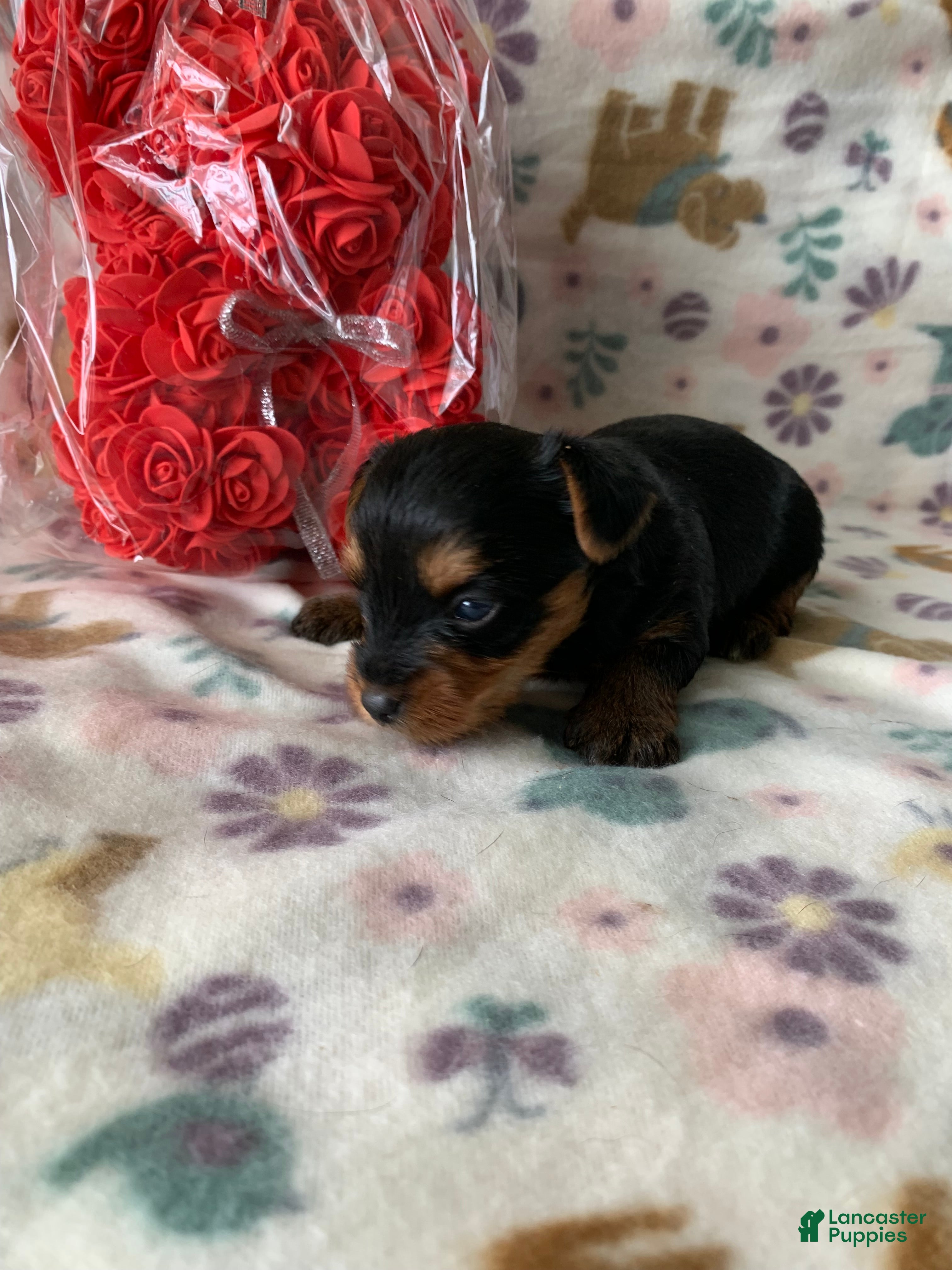 Yorkshire Terrier dogs Bella - Ad 35