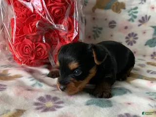 Yorkshire Terrier dogs Bella - Ad 35