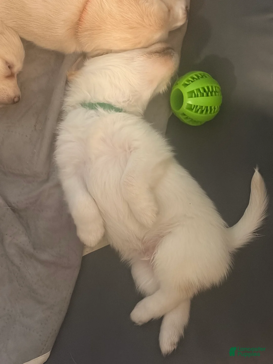 Mixed Breed dogs for sale: Rocko - Ad 2