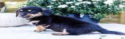 Mixed Breed dogs for sale: Coco - Ad 5