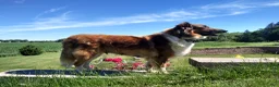 Mixed Breed dogs for sale: Chester - Ad 8
