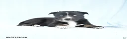 Gerberian Shepsky dogs for sale: Frisky - Ad 5