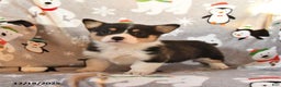 Welsh Corgi Pembroke dogs for sale: Georgia - Ad 1