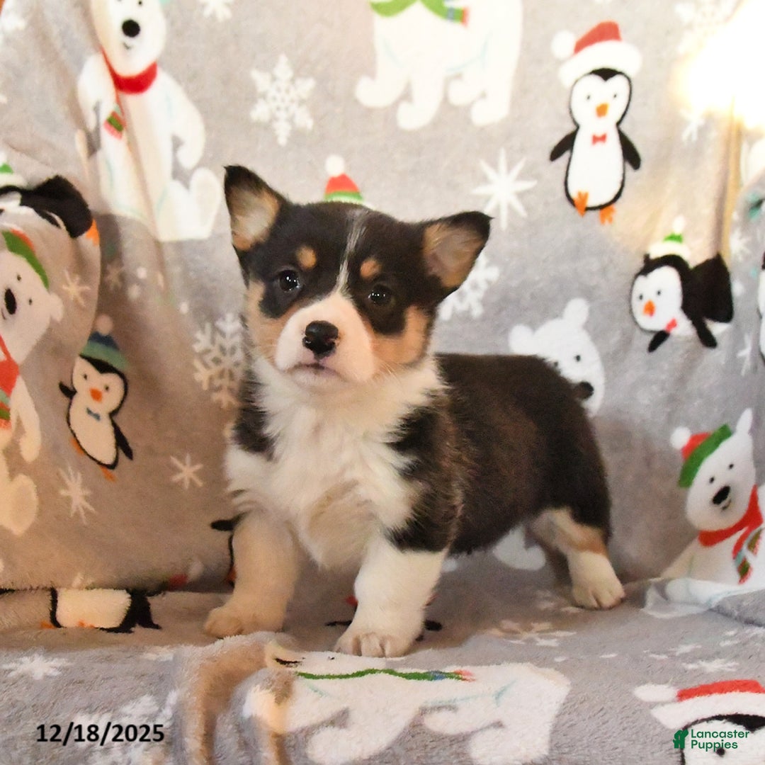 Welsh Corgi Pembroke dogs for sale: Georgia - Ad 1