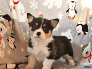 Welsh Corgi Pembroke dogs Georgia - Ad 34