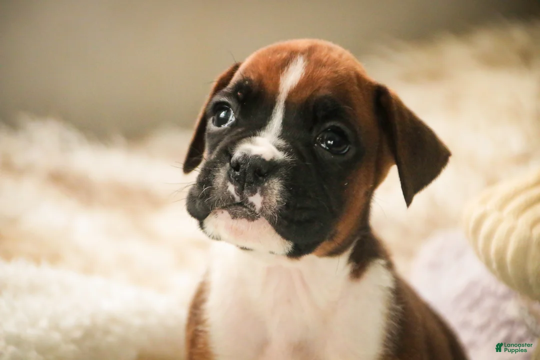 Boxer dogs for sale: Matcha - Ad 5