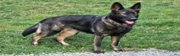 German Shepherd dogs for sale: Reba - Ad 7