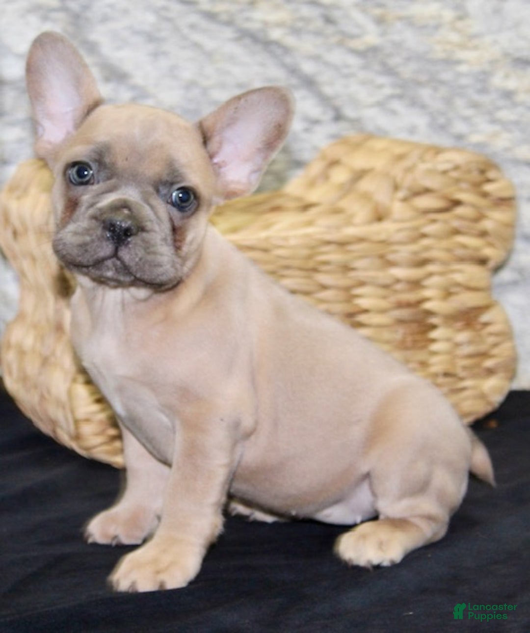 French Bulldog dogs for sale: Dolly - Ad 5
