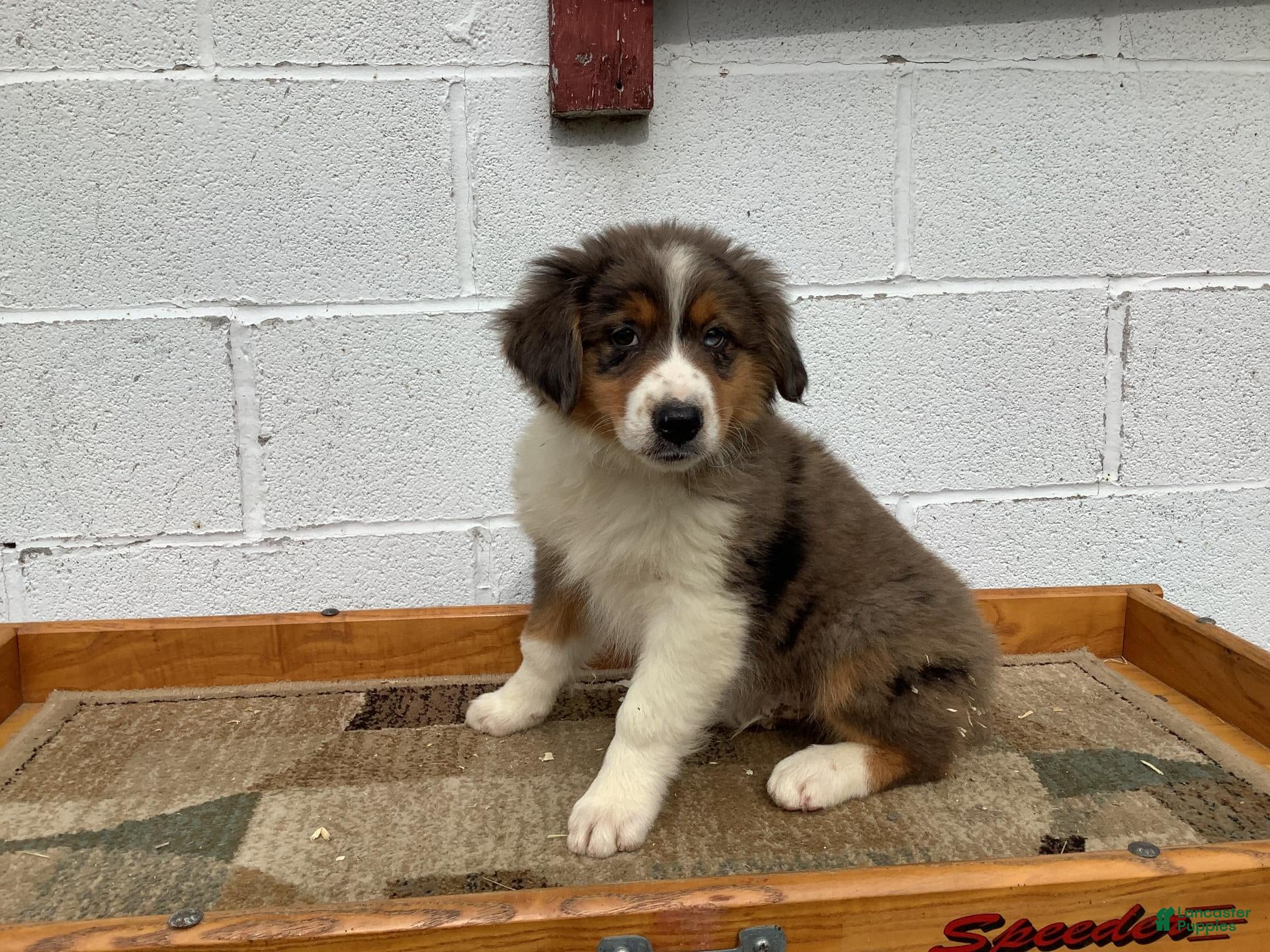 Australian Shepherd dogs Bronx - Ad 1