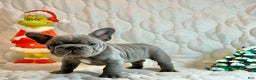 French Bulldog dogs for sale: River  - Ad 2