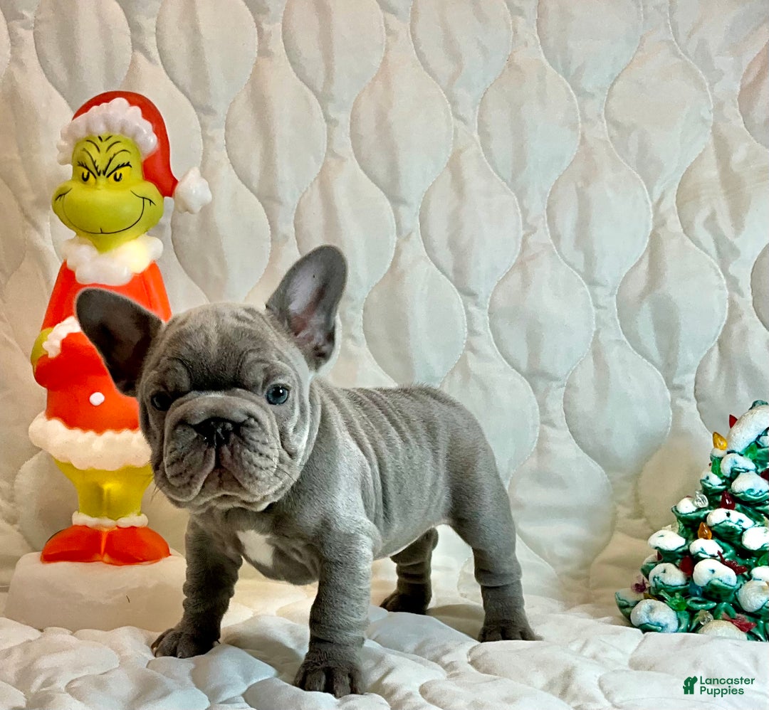 French Bulldog dogs for sale: River  - Ad 2