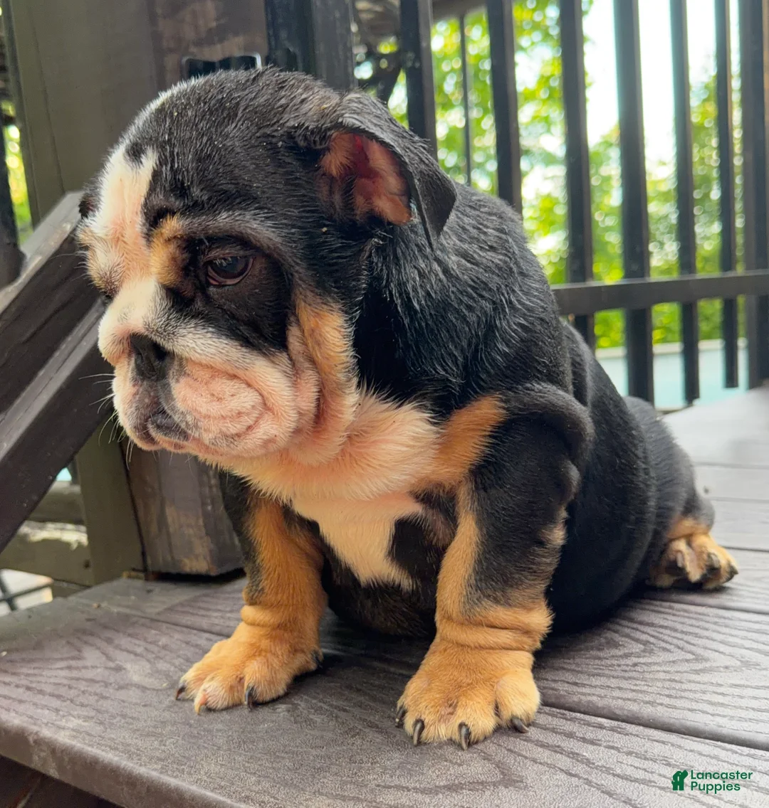 English Bulldog dogs for sale: Dove - Ad 7