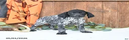 German Shorthaired Pointer dogs for sale: Melody - Ad 3