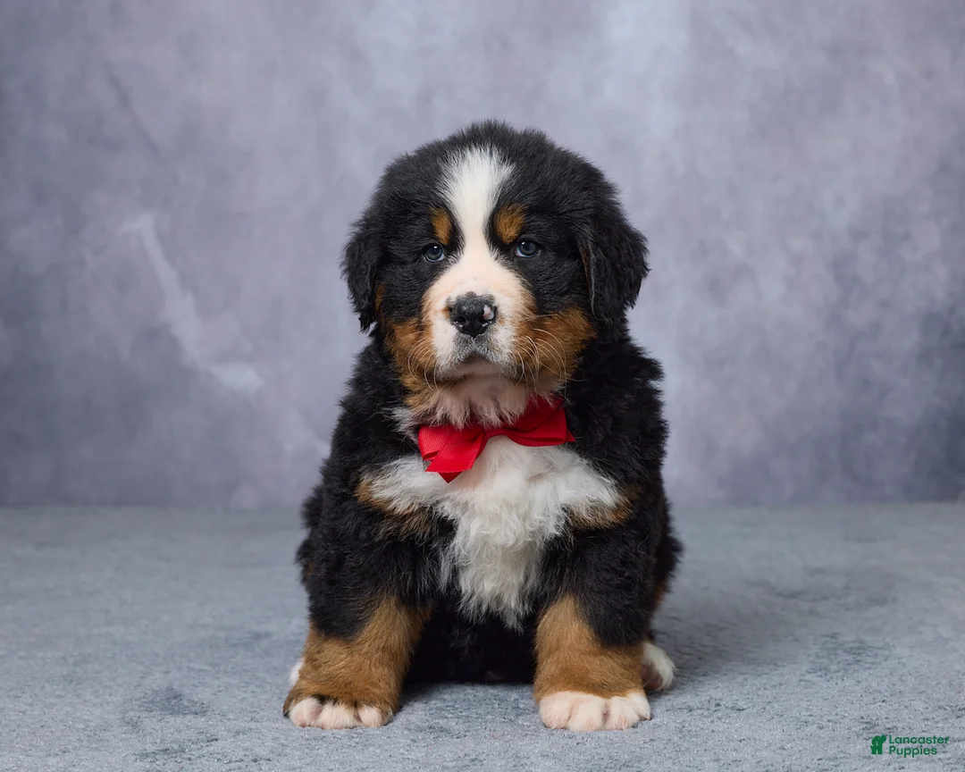 Bernese Mountain Dog dogs for sale: Cody - Ad 1