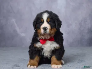 Bernese Mountain Dog dogs for sale: Cody - Ad 2