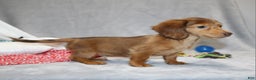 Miniature Dachshund dogs for sale: Archie  - Ad 7