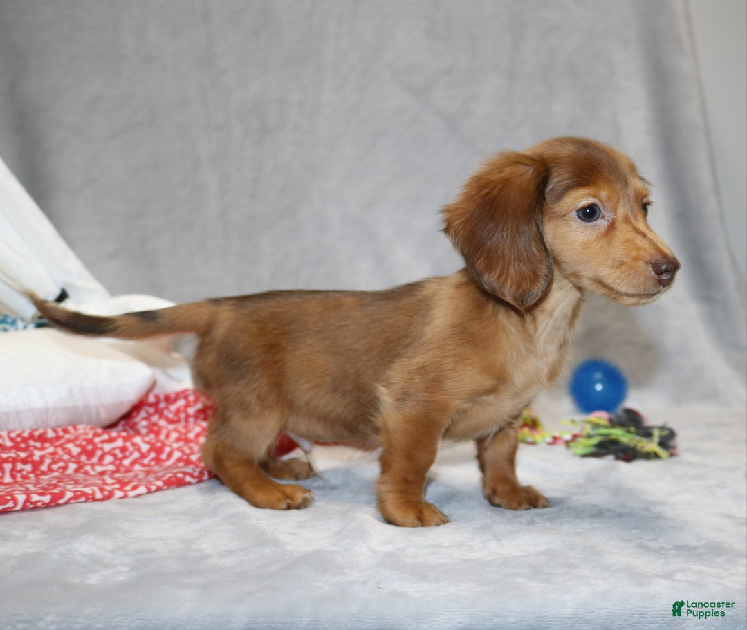 Miniature Dachshund dogs for sale: Archie  - Ad 7