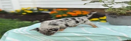 Chihuahua dogs for sale: Koda - Ad 14