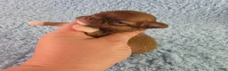 Chihuahua dogs for sale: AKC Carl - Ad 10