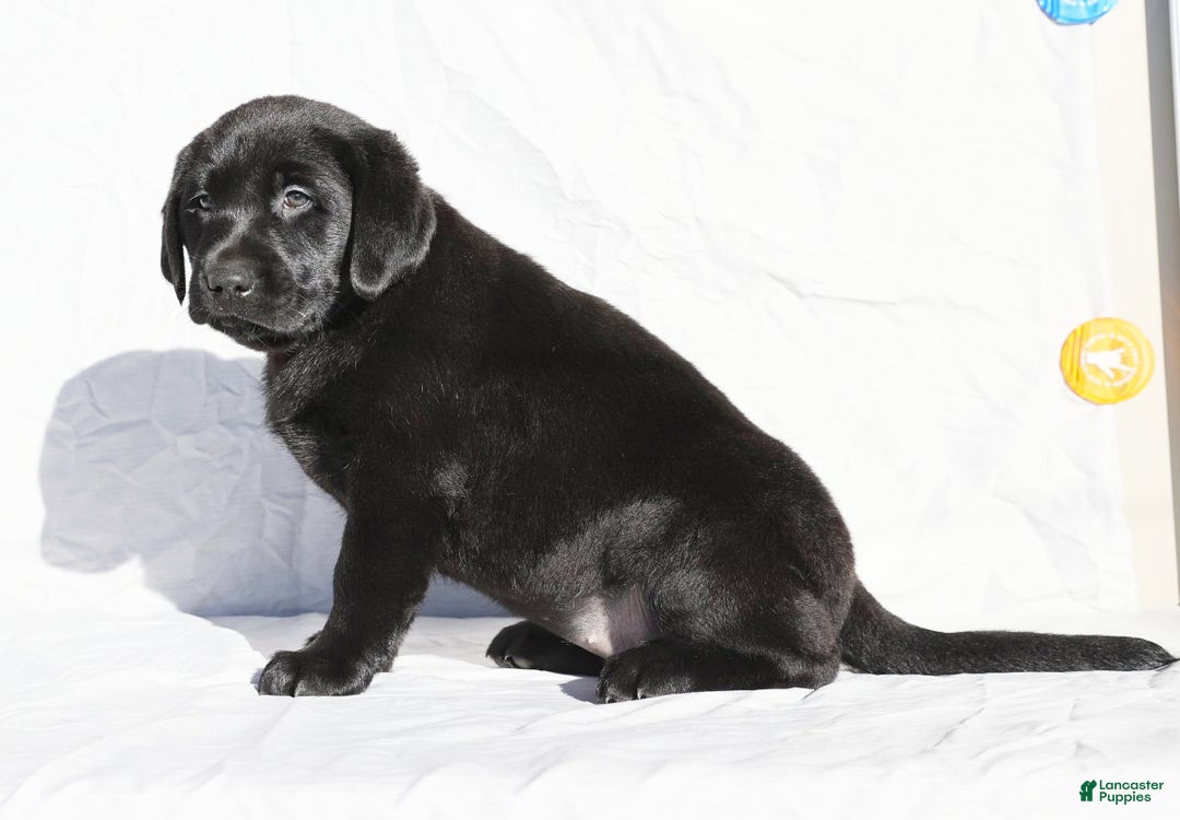 Labrador Retriever dogs for sale: Jingles - Ad 5
