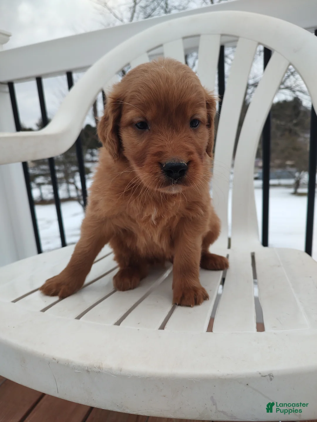 Mixed Breed dogs for sale: Rio - Ad 3