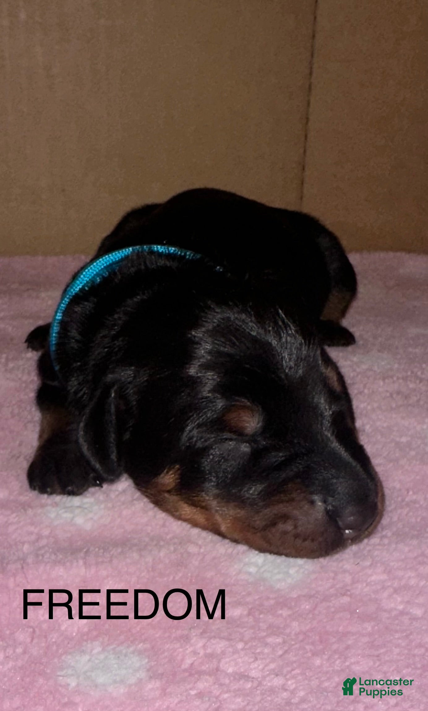 Doberman Pinscher dogs for sale: Freedom - Ad 3
