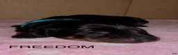 Doberman Pinscher dogs for sale: Freedom - Ad 1