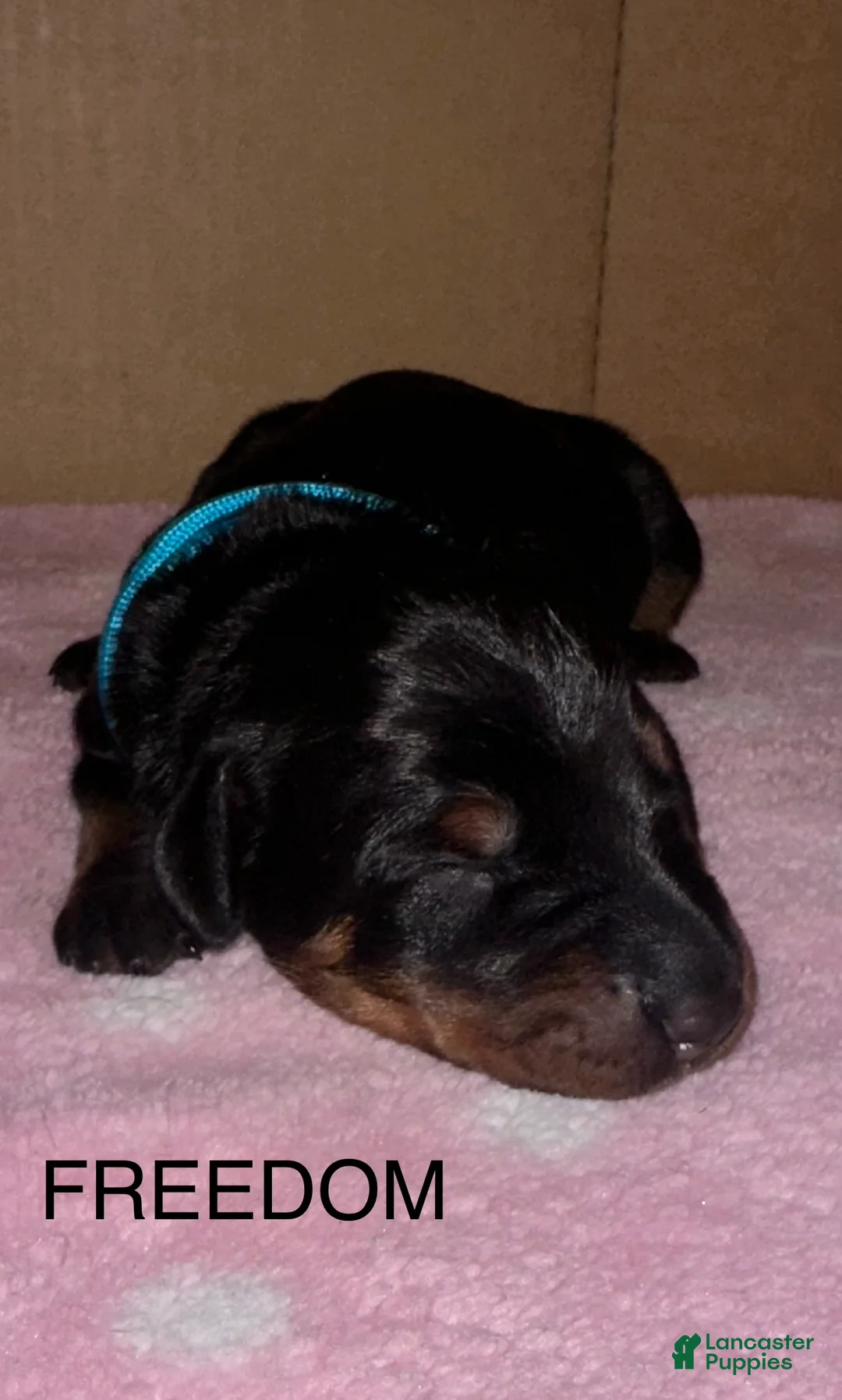 Doberman Pinscher dogs for sale: Freedom - Ad 1