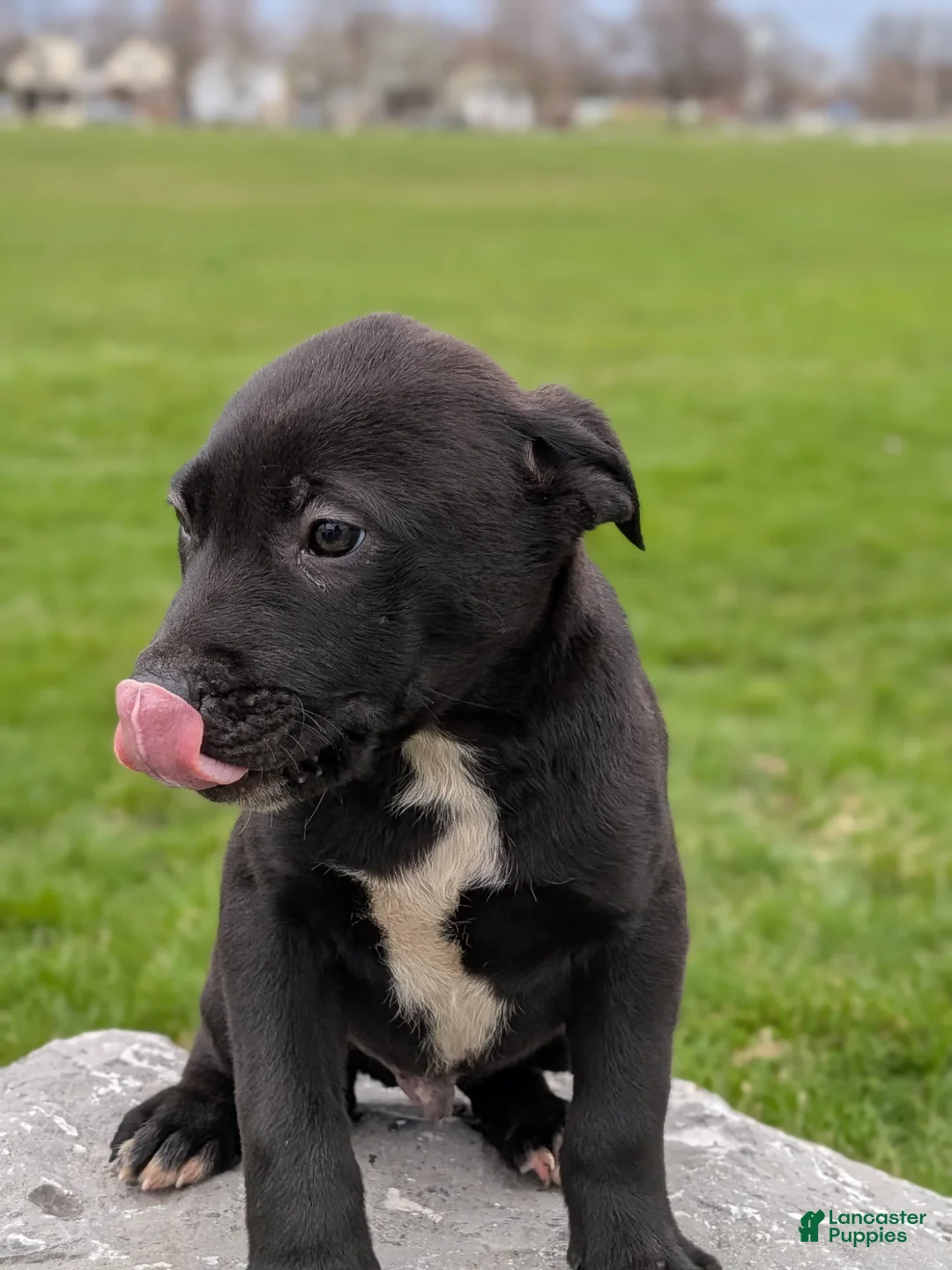 Mixed Breed dogs for sale: Mixed Breed Puppy 4 - Ad 1