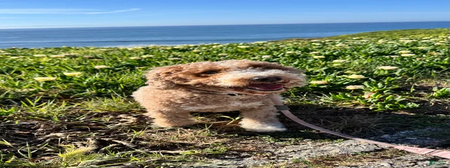 Miso