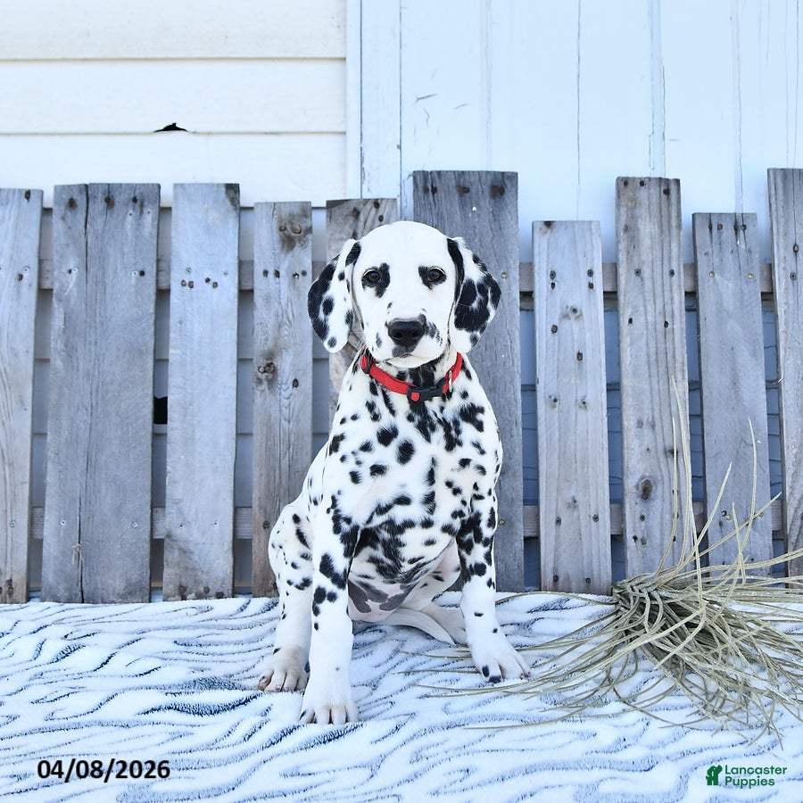Dalmatian dogs Ember - Ad 2