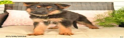 German Shepherd dogs for sale: Lily - Ad 4