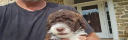 Portuguese Water Dog dogs for sale: Rebecca - Ad 3