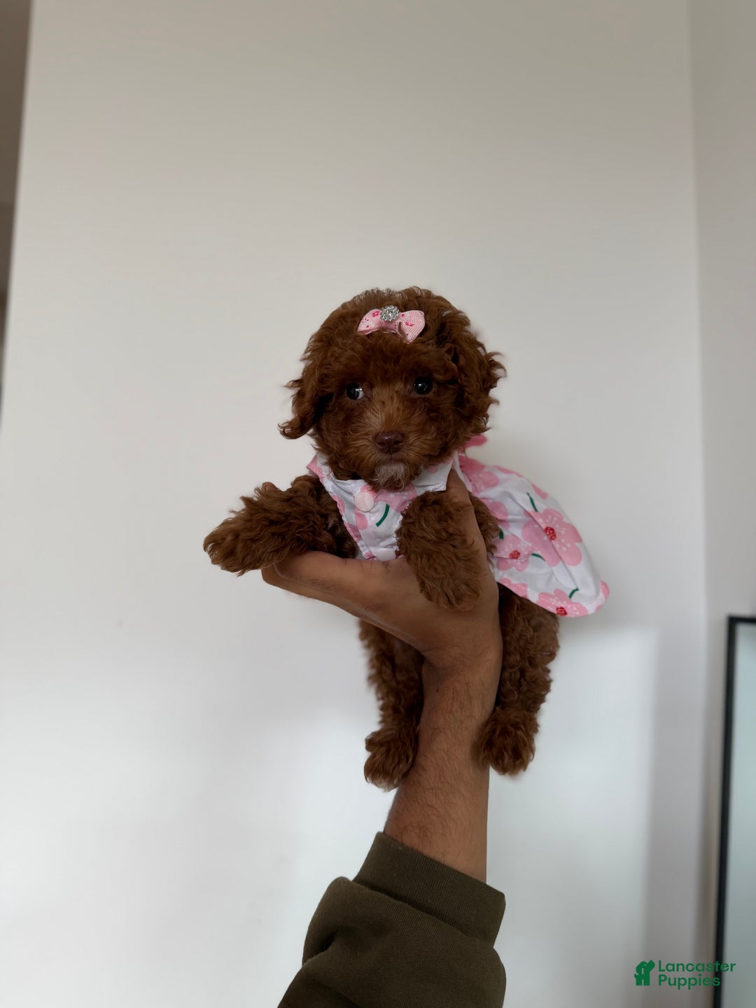 Toy Poodle dogs for sale: Teacup Nadiyah  - Ad 7