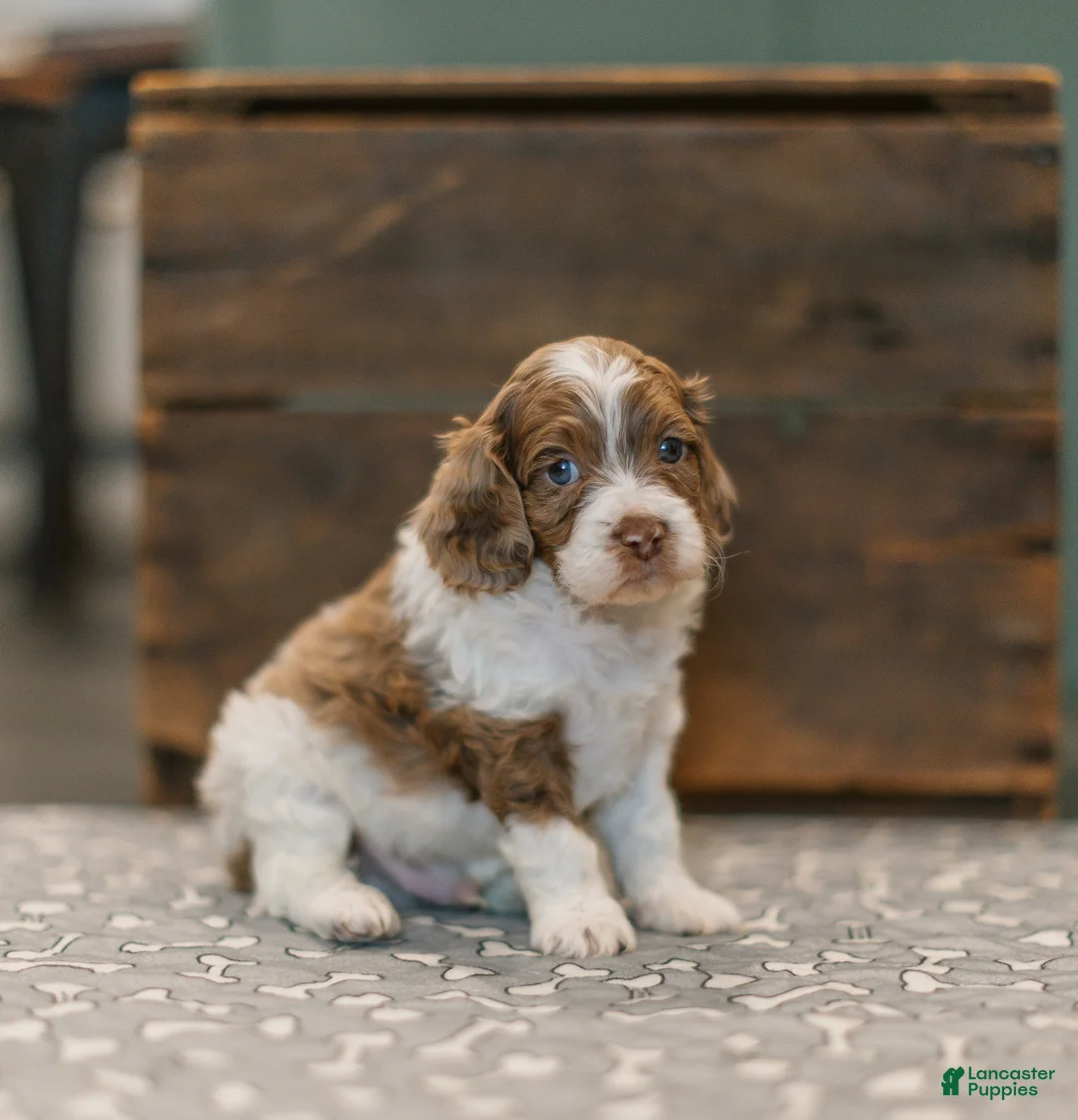 Cockapoo dogs for sale: Jericho  - Ad 2