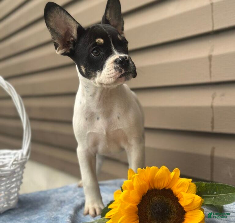 French Bulldog dogs Sunkist - Ad 2