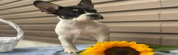 French Bulldog dogs for sale: Sunkist - Ad 2