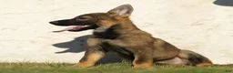 German Shepherd dogs for sale: Fia German Shepherd  - Ad 4